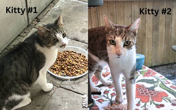 Found cat