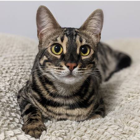 Lost cat