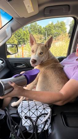 Found dog