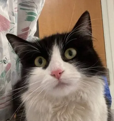 Found cat