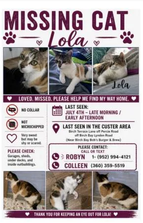 Lost cat