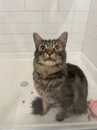 Found cat