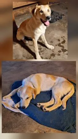Found dog