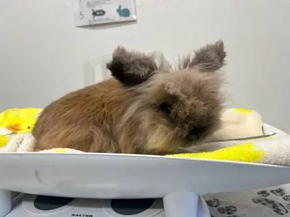 Found rabbit