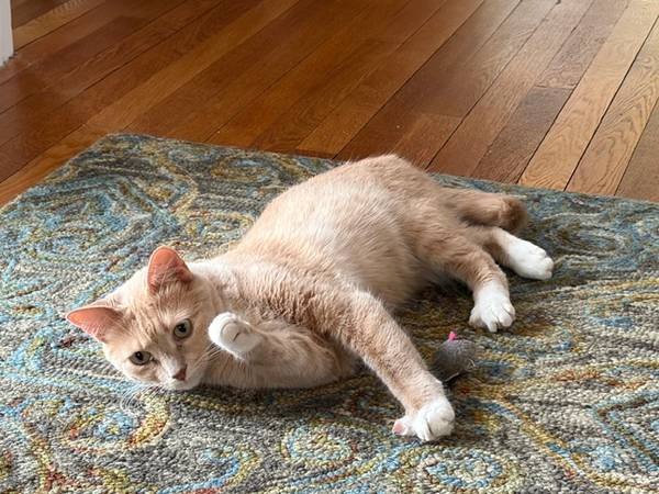 Lost cat