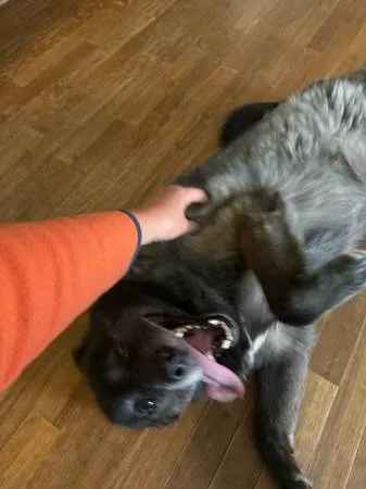 Found dog