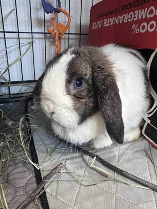 Found rabbit