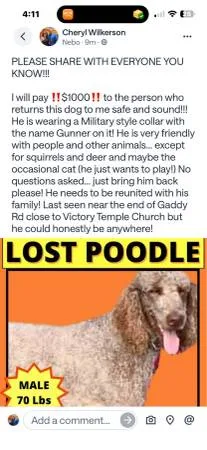 Lost dog