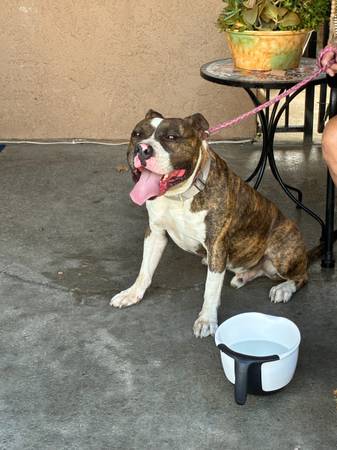 Found dog