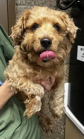 Found dog