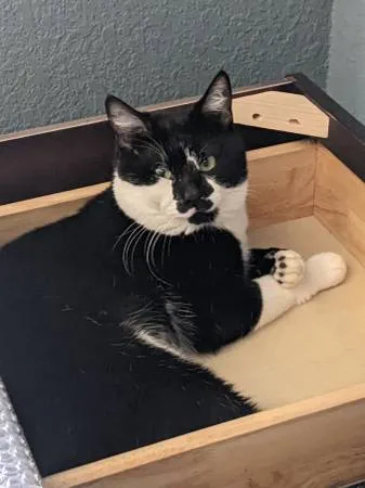 Found cat