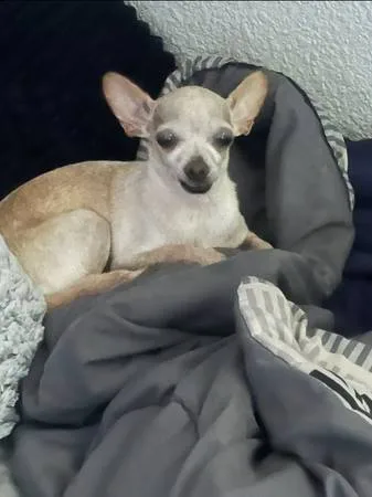 Lost dog
