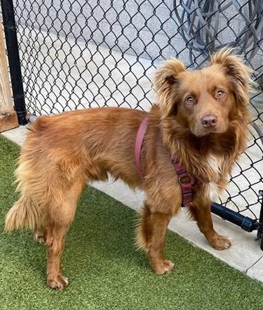 Found dog