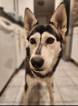Found dog