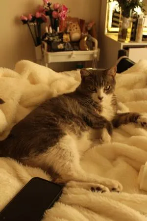 Lost cat