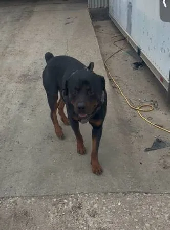 Found dog