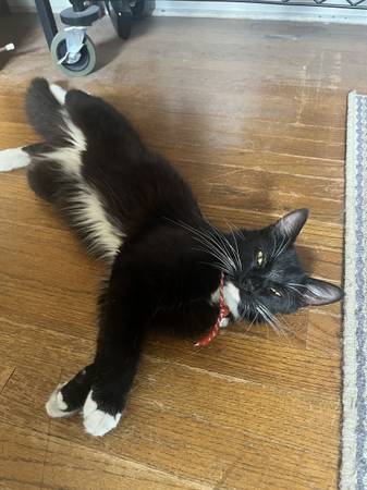 Found cat