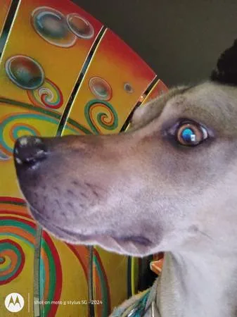 Lost dog