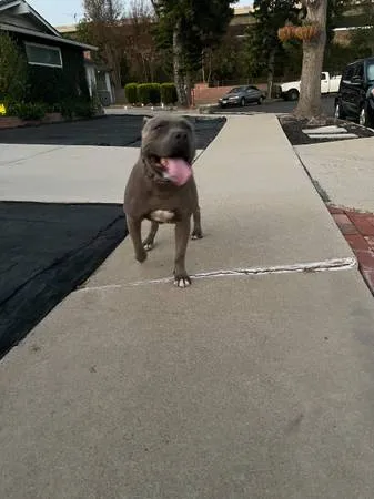 Found dog