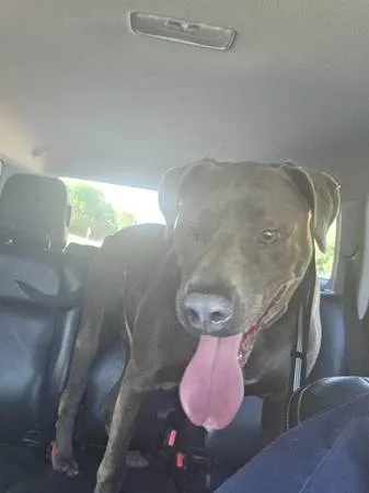 Found dog