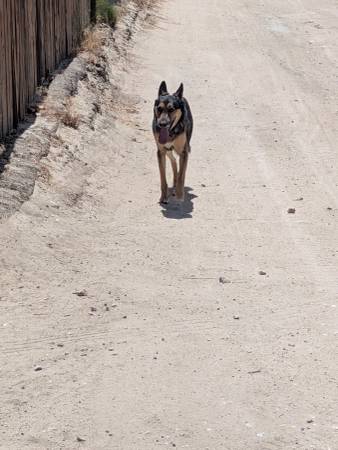 Found dog