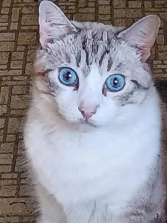 Lost cat
