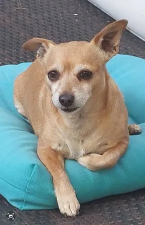 Lost dog
