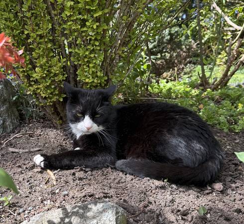 Lost cat