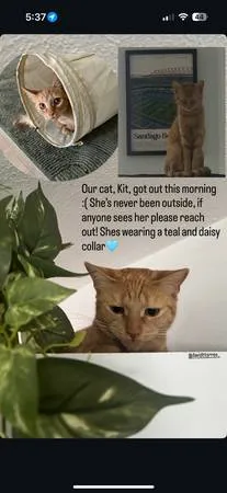 Lost cat
