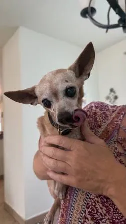 Found dog
