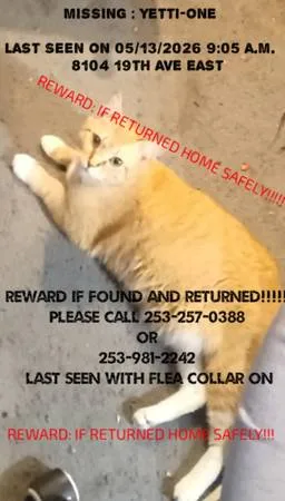 Lost cat