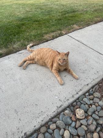 Found cat