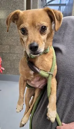 Found dog
