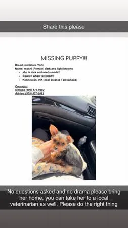 Lost dog