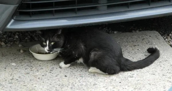 Found cat