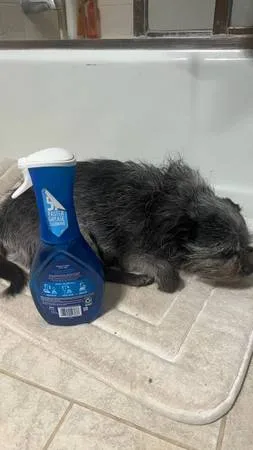 Found dog