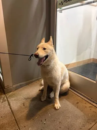 Found dog