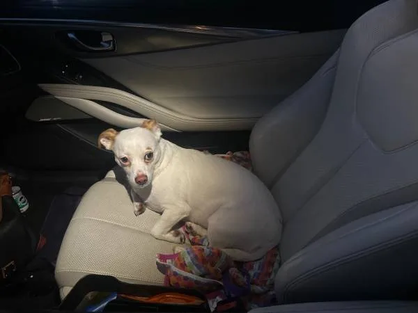 Found dog