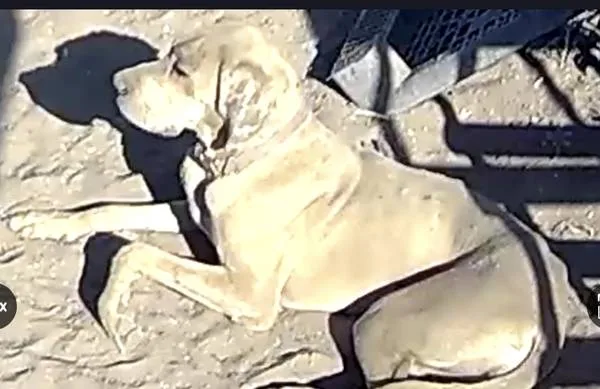 Found dog