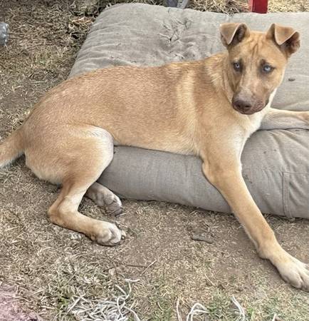 Lost dog