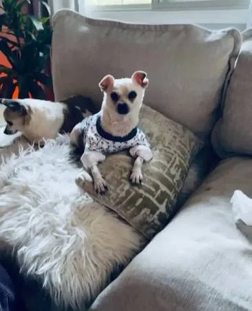 Lost dog