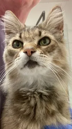 Found cat