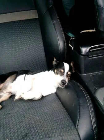 Found dog