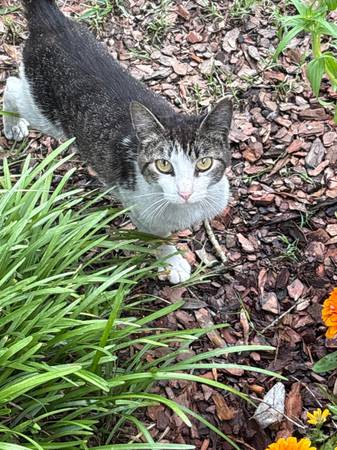 Found cat