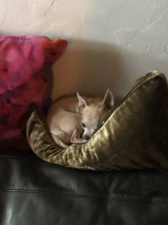 Lost dog