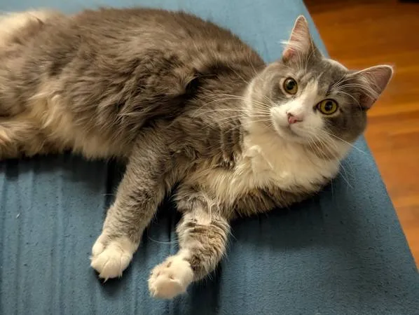 Lost cat