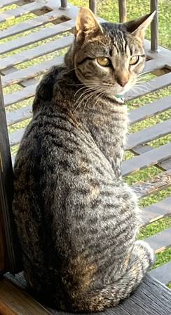 Lost cat