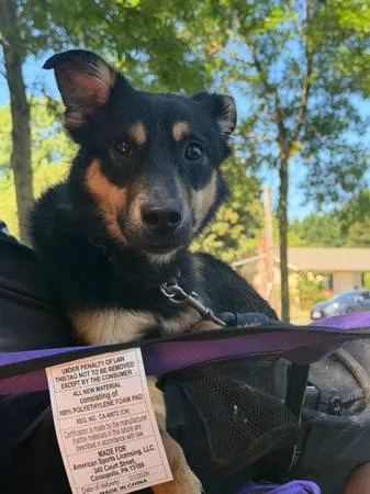 Found dog
