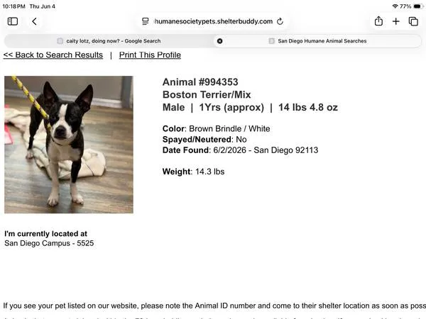 Found dog