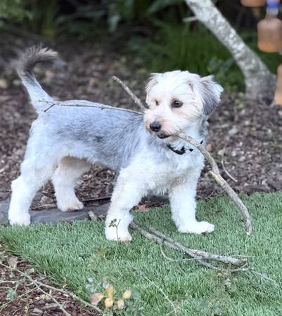 Lost dog